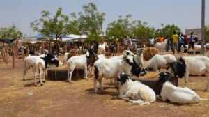 bovini Calavi Benin