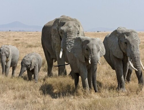 Tanzania, aree verdi per proteggere la Natura