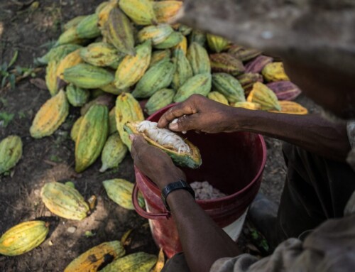 “Cacao sostenibile” per salvare le foreste pluviali