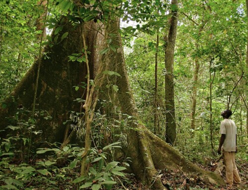 Foreste comunitarie in Gabon per contrastare la deforestazione