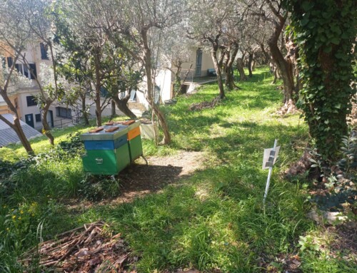 Le api di Sara alla SMA: un dono inatteso che cresce