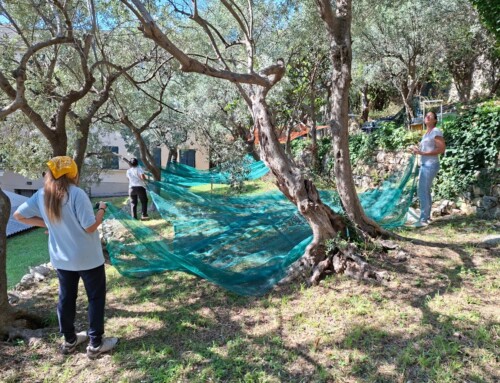 Tra gli ulivi della SMA cresce una bella comunità