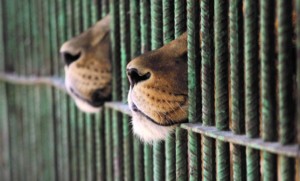 leoni leonesse imprigionate