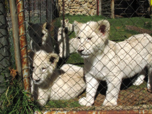 leoncini leoni rinchiusi sudafrica